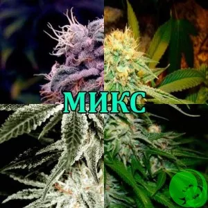 Микс Авто Феминизированные Семена