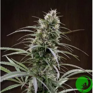 Original Skunk №1 Feminised