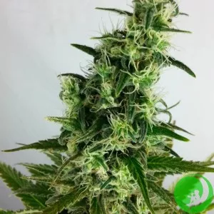 White Widow x Jack Herer Feminised
