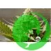Насіння конопель Pineapple Chunk Feminised by BullySeeds