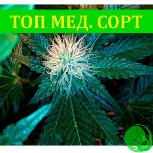 Семена конопли Point of no return