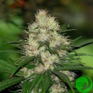 Auto Amnesia Haze Feminised
