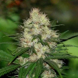 Auto Amnesia Haze Feminised