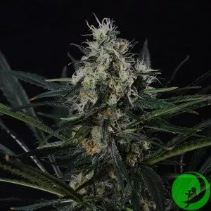 Auto Black Jack Feminised