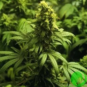Auto Skunk Feminised