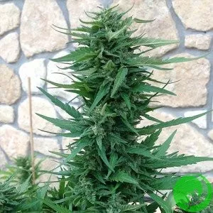 Auto Sweet Tooth Feminised