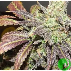 Auto Blue Cheese