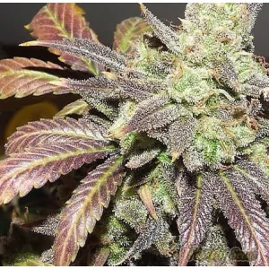 Auto Blue Cheese Feminised