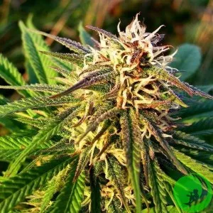 Auto Blue Mystic