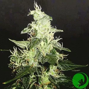 Семена конопли Speed Queen Feminised