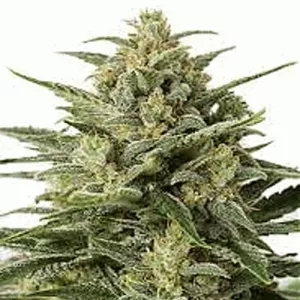Auto Haze Xxl Feminised