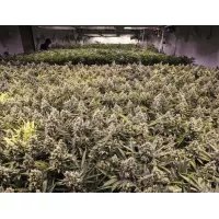 Sea of Green (SOG) - большие и быстрые урожаи