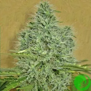 Семена конопли Auto Afghan Mass