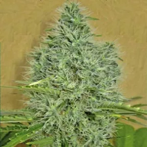 Auto Afghan Mass