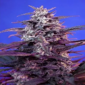 Auto Bloody Skunk Feminised
