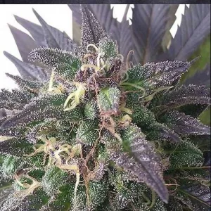 Auto Blue Mystic Feminised