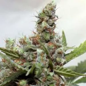 Auto CBD Blue Shark Feminised