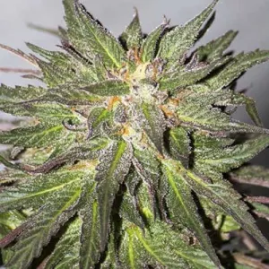 Auto CBD Critical Cure Feminised
