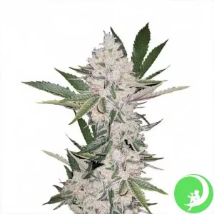 Auto Chemdawg Feminised