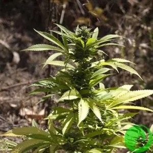Насіння коноплі AUTO CRITICAL 420