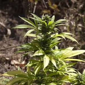 AUTO CRITICAL 420