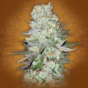Auto G14 Feminised