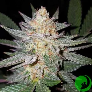 Семена конопли Auto Girl Scout Cookies Feminised