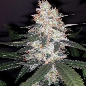 Auto Kali Mist