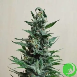 Семена конопли Auto Moscow Blueberry Feminised