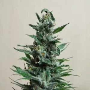 Auto Moscow Blueberry Feminised