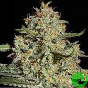 Семена конопли Black Diesel Feminised