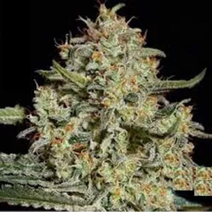 Black Diesel Feminised