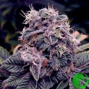 Насіння конопель CBD Blueberry Feminised