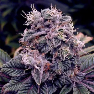 CBD Blueberry Feminised