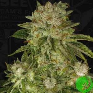 Mk Ultra
