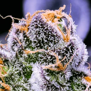 Auto 77 Days Feminised