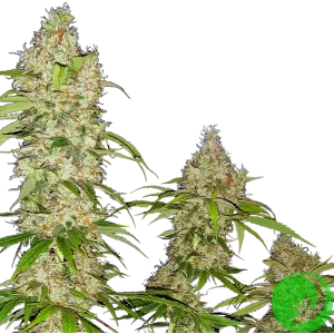 Banana Kush Cake Feminized