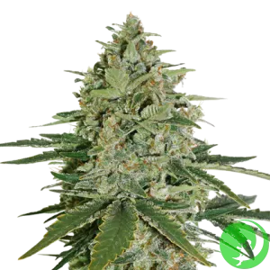 Super Skunk