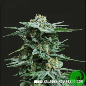 Насіння конопель AK Kush Kalashnikov Seeds