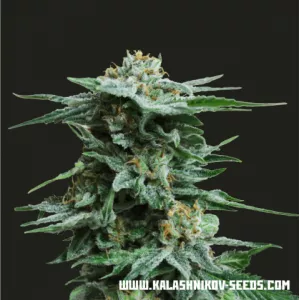 AK Kush Kalashnikov Seeds