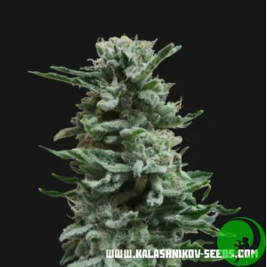 Семена конопли Ak Skunk Auto Kalashnikov Seeds