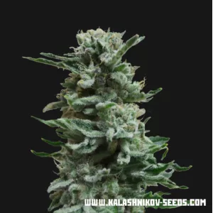 Ak Skunk Auto Kalashnikov Seeds