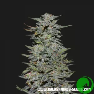 Насіння конопель Boy Scout Cookies Fem Kalashnikov Seeds