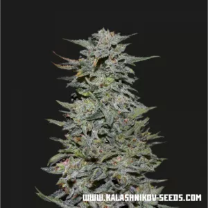 Boy Scout Cookies Fem Kalashnikov Seeds 