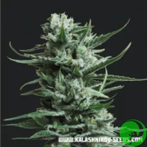 Семена конопли Siberian Haze Kalashnikov Seeds