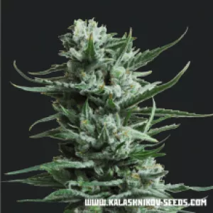 Siberian Haze Kalashnikov Seeds 