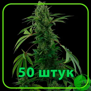 Семена конопли Auto Critical Feminised оптом
