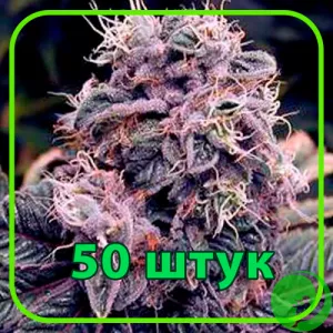 Насіння конопель Auto Blueberry Feminised гуртом