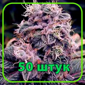 Auto Blueberry Feminised